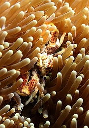 Sipadan_2015_Crabe porcelaine des anemones_Neopetrolisthes maculatus_IMG_2839_rc